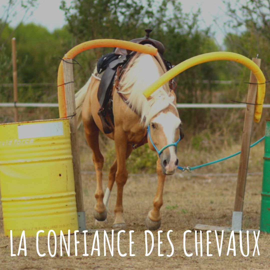 La confiance des chevaux